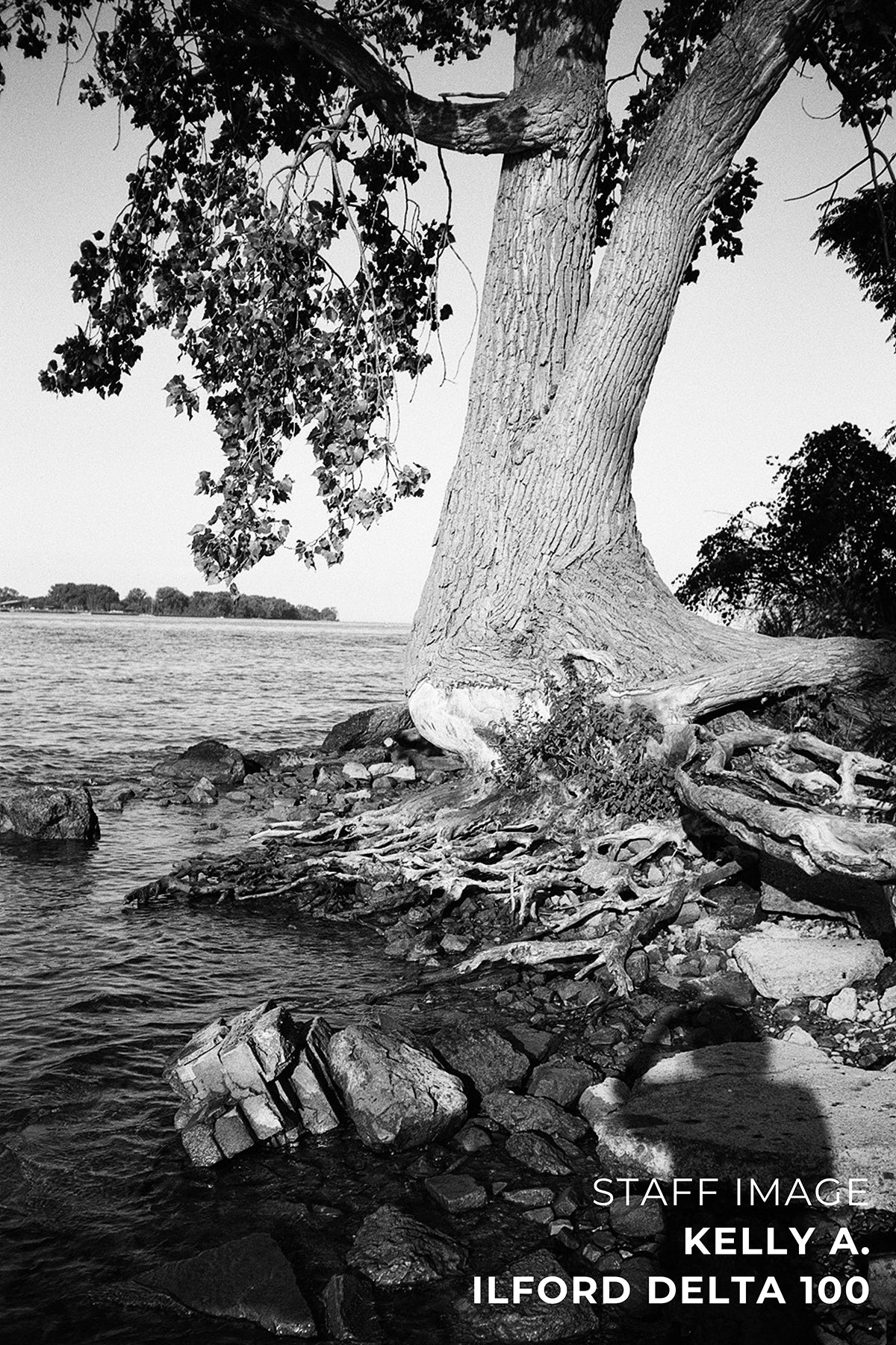 Ilford Delta 100 B&W 35mm 36EXP