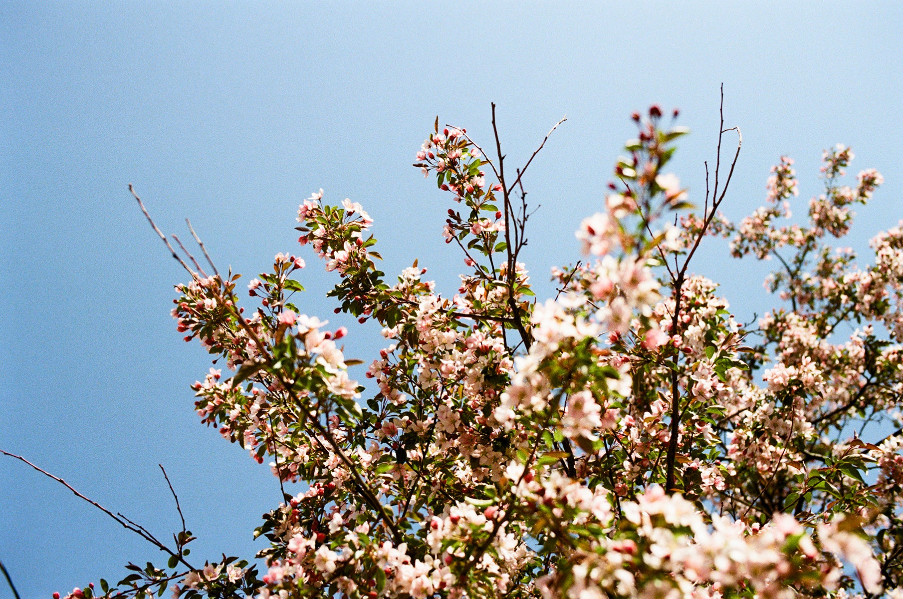 Kodak PROIMAGE 100 Color 35mm 36EXP - Single Roll