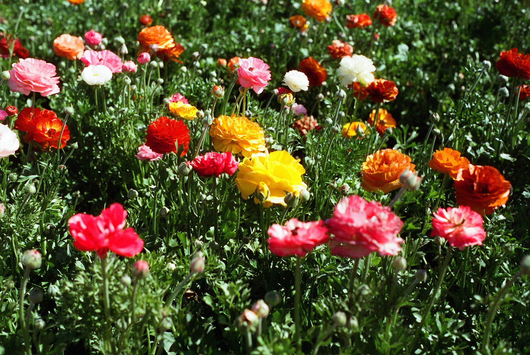 CineStill 400Dynamic C-41 Color Negative Film (35mm Roll Film, 36 Exposures)