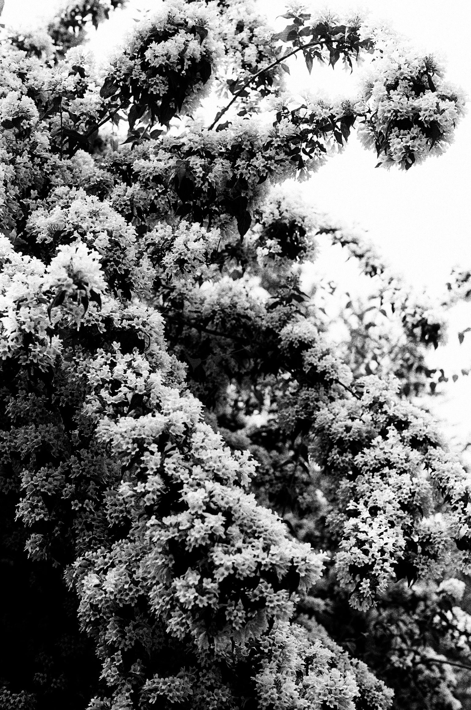 Ilford Ortho+ 80 B&W 35mm 36EXP
