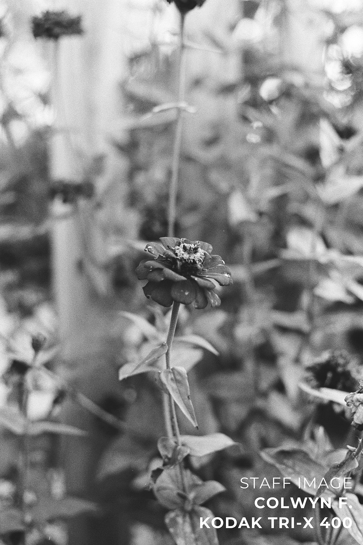 Kodak TRI-X 400 Black & White 35mm 36EXP - Single Roll