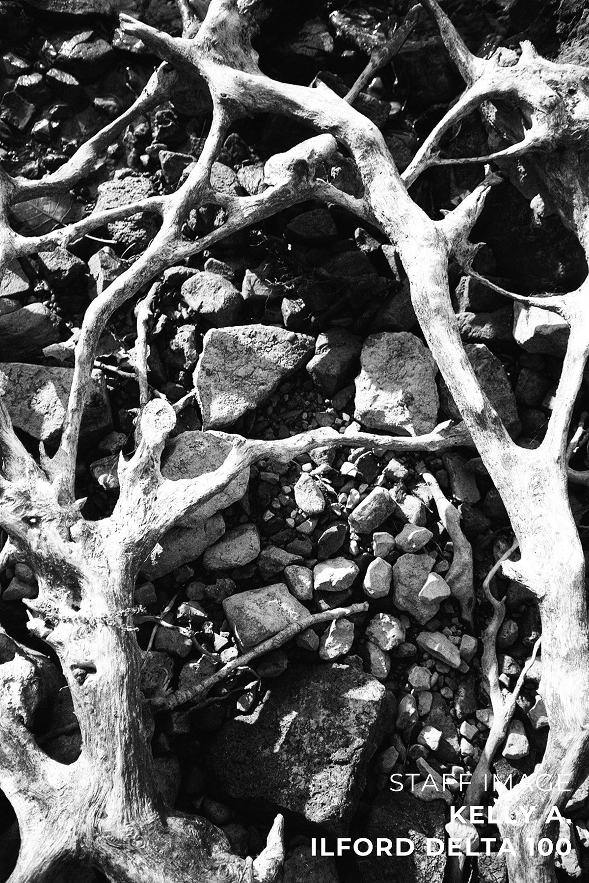 Ilford Delta 100 B&W 120 Film