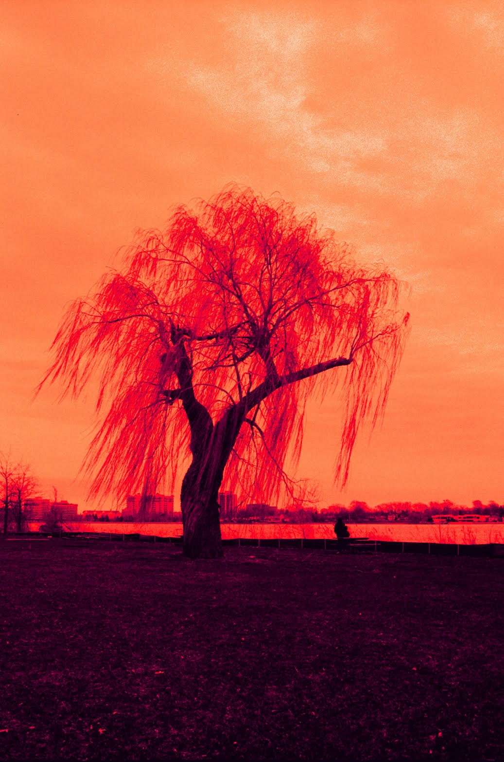 HARMAN technology Red 125 Redscale Color Negative Film (120 Roll Film)