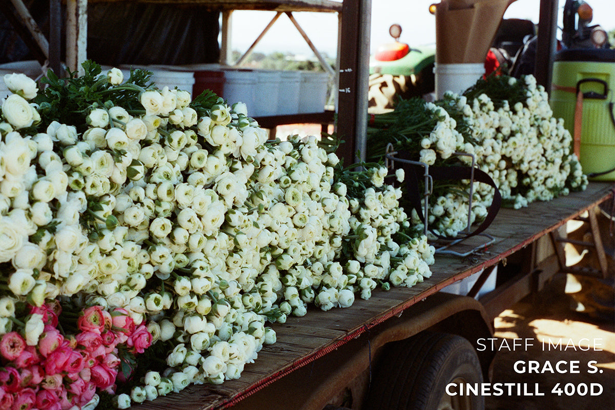 CineStill 400Dynamic C-41 Color Negative Film (35mm Roll Film, 36 Exposures)