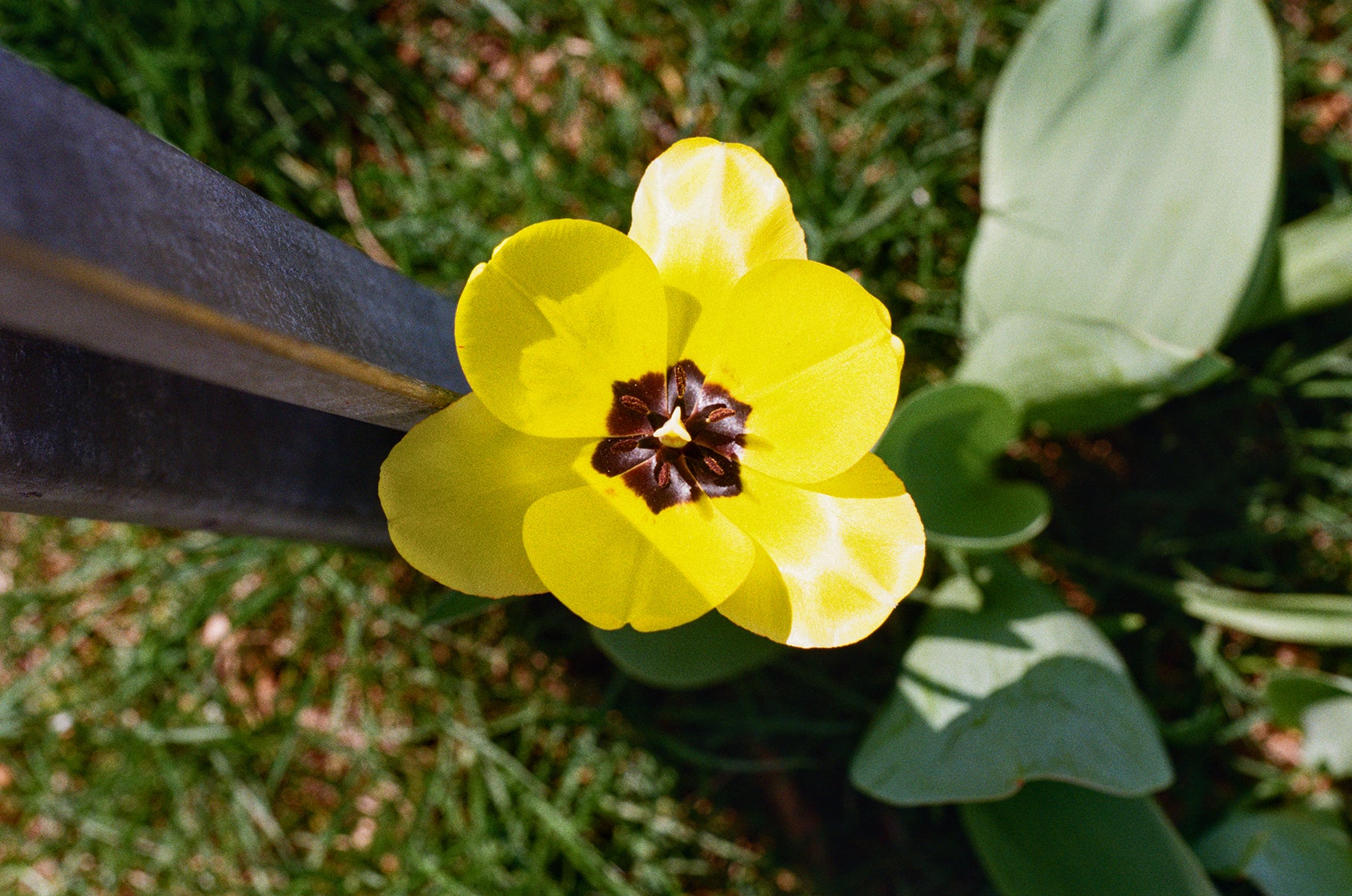 Kodak PROIMAGE 100 Color 35mm 36EXP - Single Roll