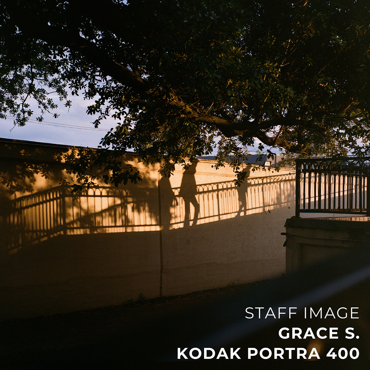 Kodak PORTRA 400 Color 120 Film - Box (5 Rolls)