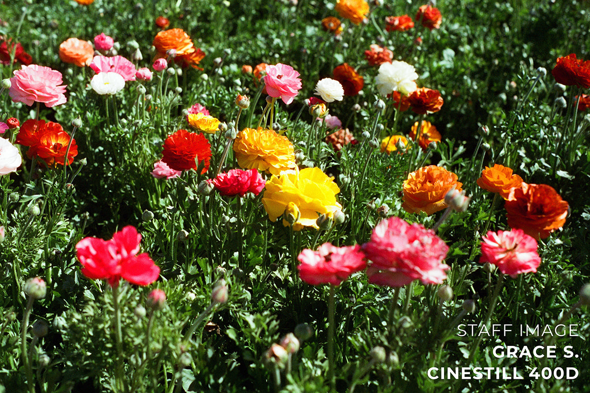 CineStill 400Dynamic C-41 Color Negative Film (35mm Roll Film, 36 Exposures)