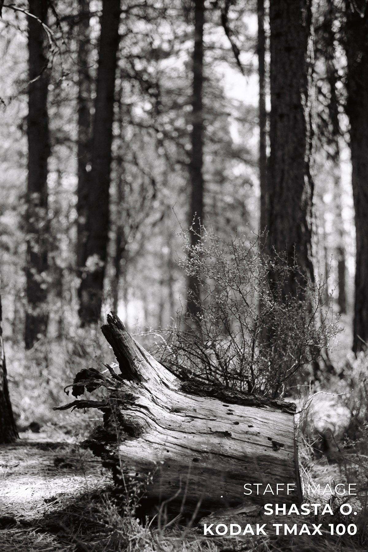 Kodak T-MAX 100 Black & White 35mm 24EXP - Single Roll